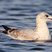 Ring-billed Gull